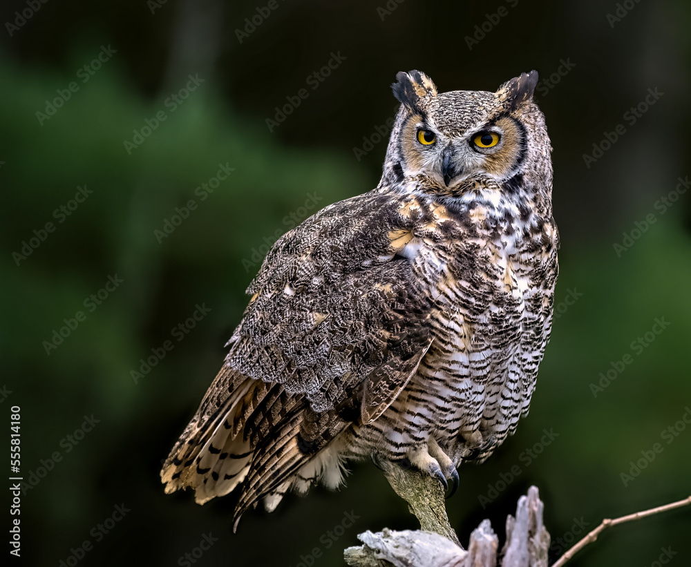 Fototapeta premium Great Horned Owl Perched, green forest background.
