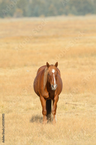 Portrait of horse standing in field, Grand Teton National Park, autumn, Wyoming, USA photo