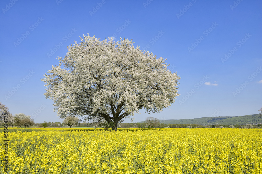 Cherry Tree in blossom in canola field, spring. Baden-Wuerttemberg, Schwarzwald, Germany. Cherry Tree in blossom in canola field, spring. Baden-Wuerttemberg, Schwarzwald, Germany.