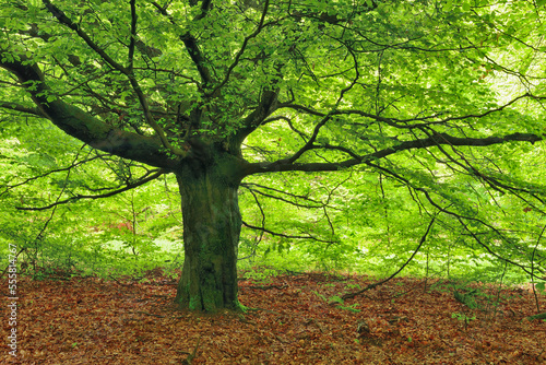 Beech Tree in forest. Sababurg, Reinhardswald, Kassel District, Hesse, Germany. photo