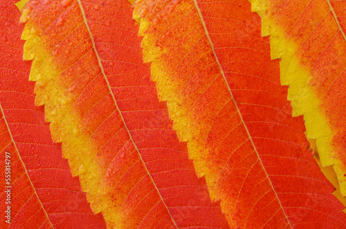 Close-up of autumn leaves of a Staghorn Sumac - Vinegar Tree (Rhus typhina) in Bavaria, Germany, Europe photo