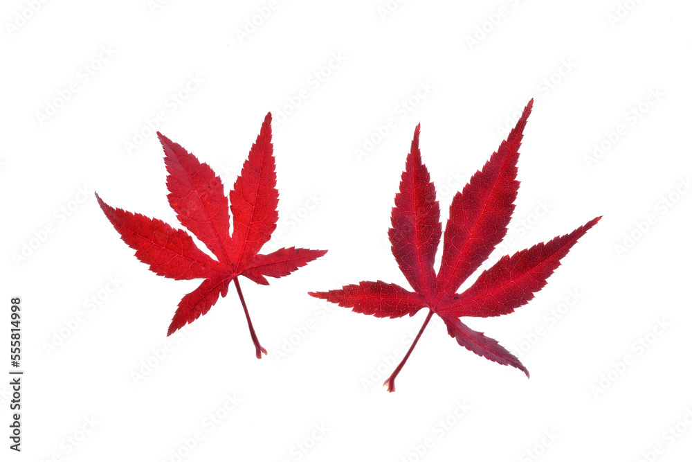 Two red autumn leaves of Japanese Maple (Acer palmatum) on a white background, Germany Two red autumn leaves of Japanese Maple (Acer palmatum) on a white background, Germany