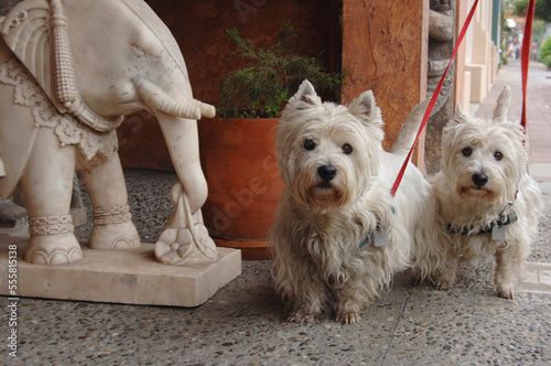 Scottish Terriers, Carmel, California, USA photo