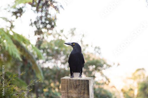 Currawong on a fencepost with copy space