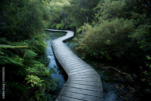 Winding Boardwalk through Forest, Pohara, Golden Bay District, Nelson Region, South Island, New Zealand photo