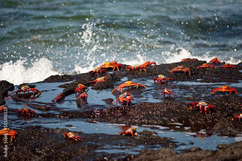 Sally Lightfoot Crabs, Galapagos Islands, Ecuador