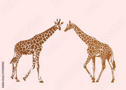african giraffe animals with long neck flat design. Realistic drawing  animals. isolated on color background vector illustration