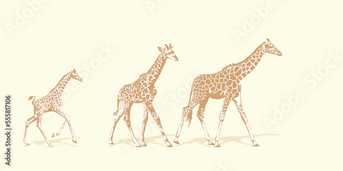 african giraffe animals with long neck flat design. Realistic drawing  animals. isolated on color background vector illustration