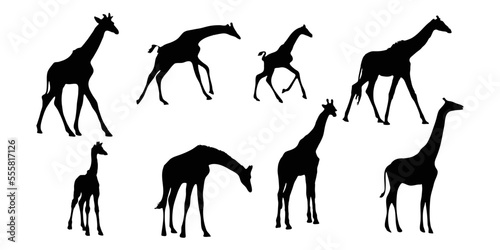 Set of vector silhouettes of giraffes. giraffe on isolated background vector graphics Black and white carved giraffe. Giraffe. photo