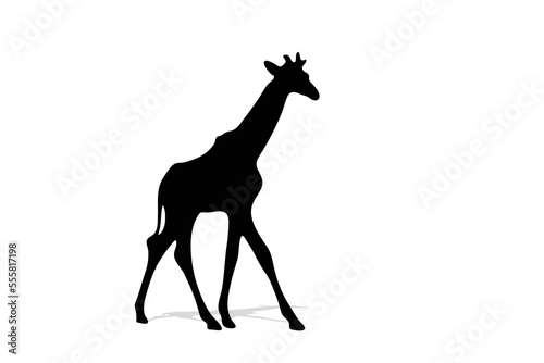 Vector illustration of giraffe silhouette black white background isolated for icon giraffe logo.