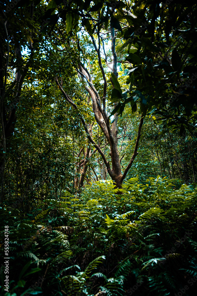 Fototapeta premium trees in the jungle