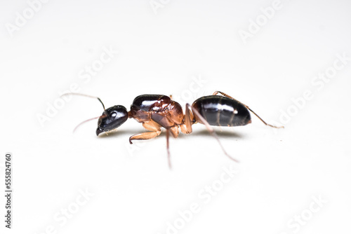 close up three ant on white background. 