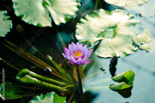 Lotus Flower in Pond photo