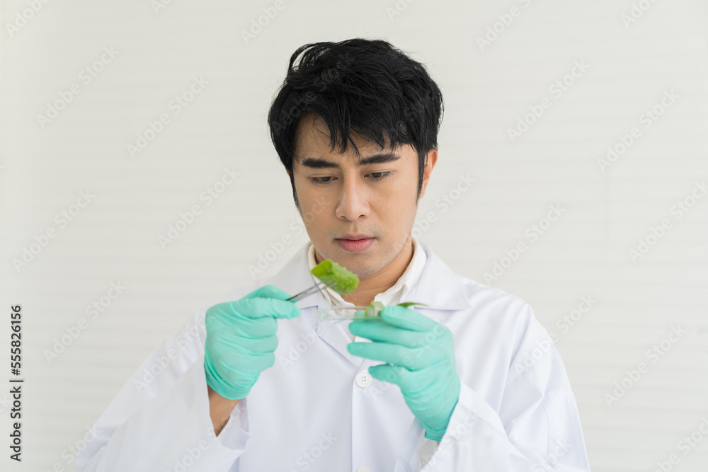 Asian male scientists doing analysis herbal in the laboratory..Male researcher doing tests of plants in the lab. Medical, Lab, Scientific experiment, Researcher, Research Asian male scientists doing analysis herbal in the laboratory..Male researcher doing tests of plants in the lab. Medical, Lab, Scientific experiment, Researcher, Research