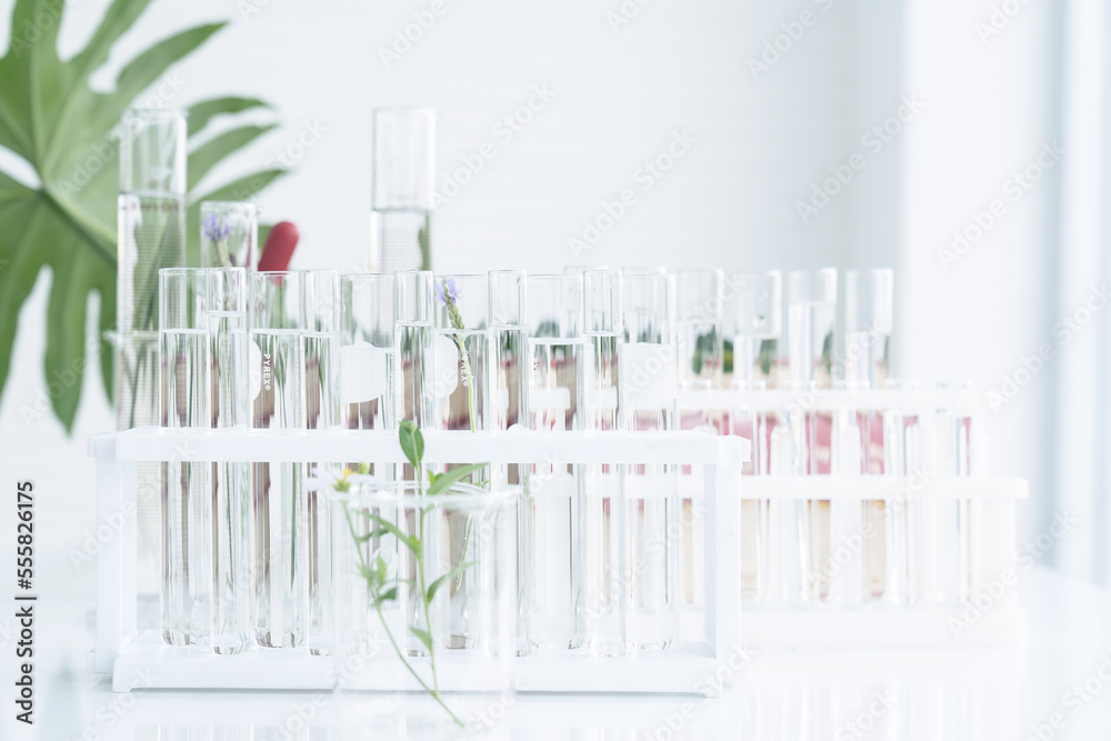 Tests of plants in laboratory. Glasswares in classroom or laboratory. Science and education. Scientific experiment concept Tests of plants in laboratory. Glasswares in classroom or laboratory. Science and education. Scientific experiment concept