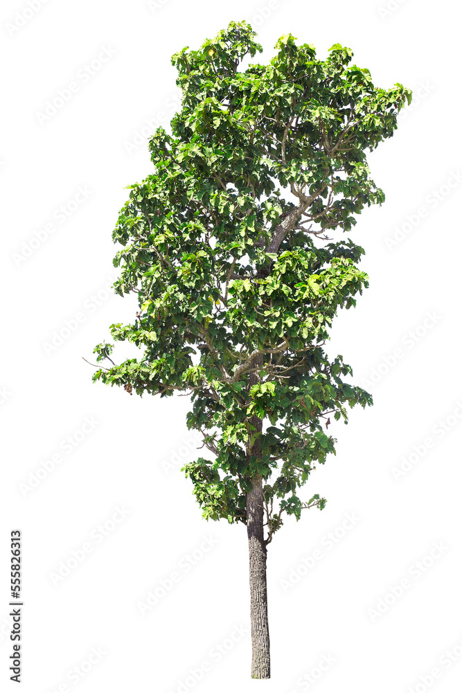 isolated big tree on White Background. tropical trees isolated used for design, advertising and architecture isolated big tree on White Background. tropical trees isolated used for design, advertising and architecture