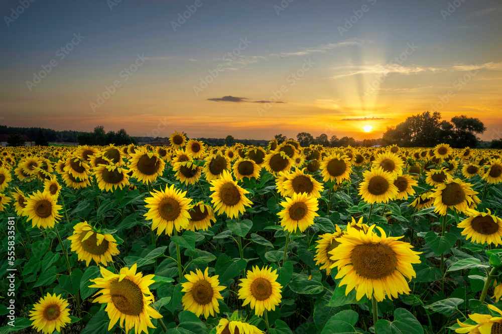 Summer sunset over filed of sunflowers