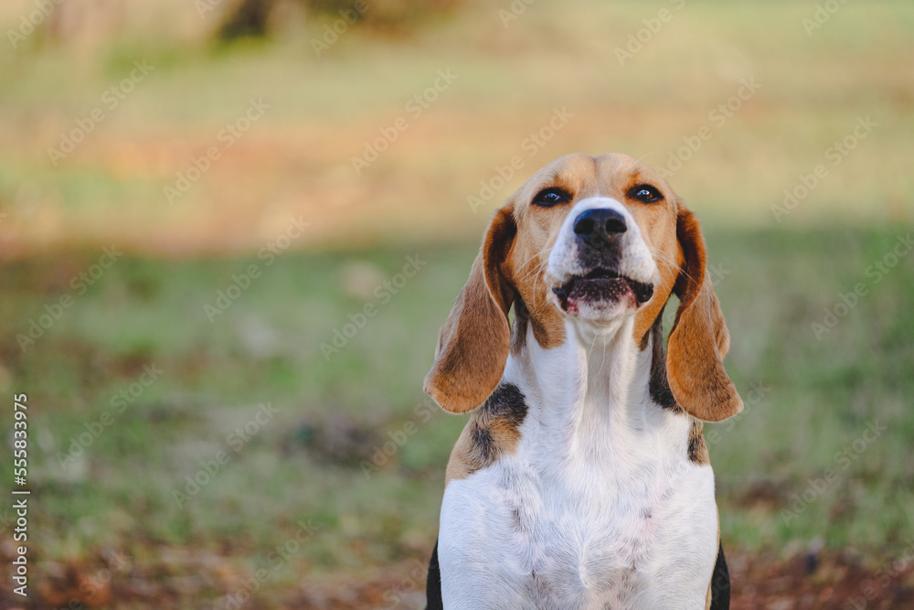 Beagle dog barking to the camera
