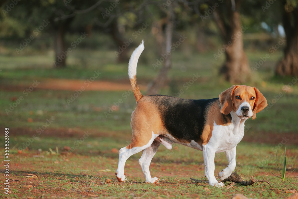 Beagle dog walking on the nature with the look attentive to something