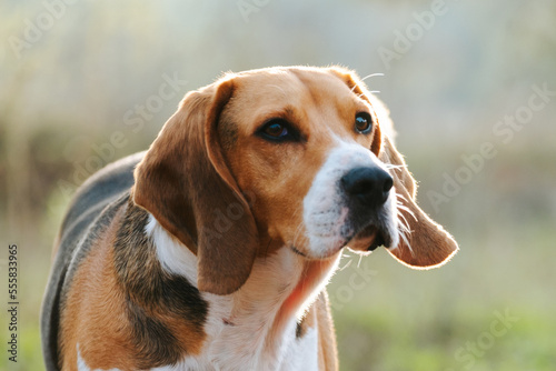 Man's Best Friend. Beagle dog stock photo.  © FRAN VARGAS