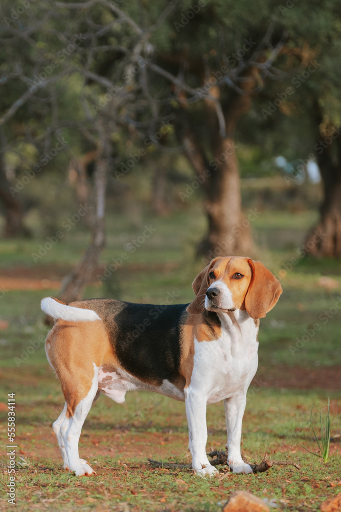 Beagle dog playing on the nature 