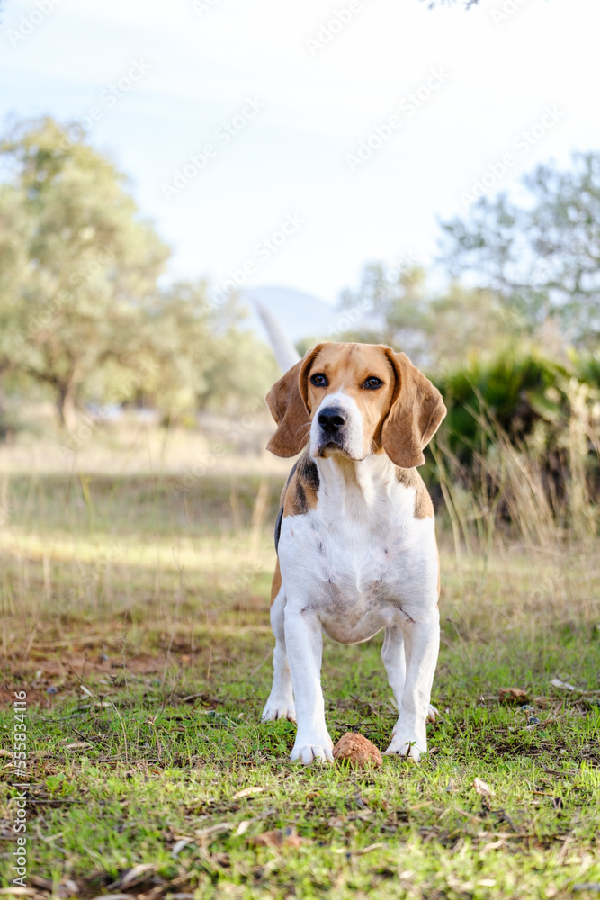 An adorable Beagle dog stock photo. 