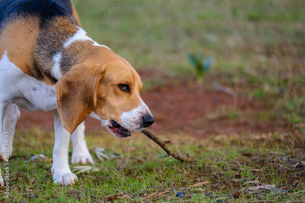 Beagle biting a stick on the nature Beagle biting a stick on the nature