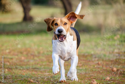 Happy beagle running on the nature . Beautiful dog.
