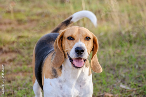 Beagle dog playing on the nature 