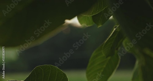 Nussbaum Blätter mit lens flair  photo