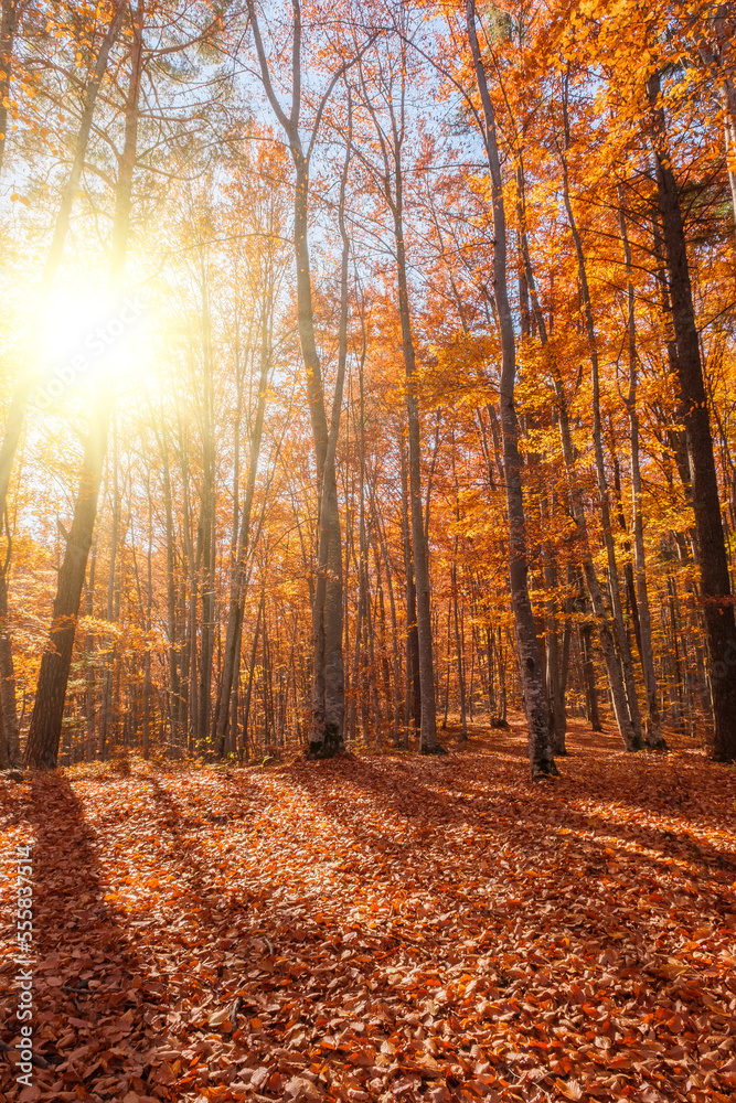 Autumn beech forest with sun rays among yellow leaves. Golden bright mystical mysterious landscape with fabulous trees. A journey through the forest. Beauty of nature. Natural background for design Autumn beech forest with sun rays among yellow leaves. Golden bright mystical mysterious landscape with fabulous trees. A journey through the forest. Beauty of nature. Natural background for design