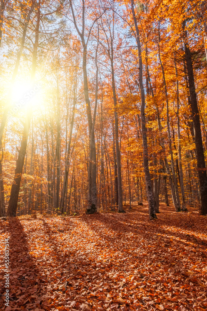 Autumn beech forest with sun rays among yellow leaves. Golden bright mystical mysterious landscape with fabulous trees. A journey through the forest. Beauty of nature. Natural background for design