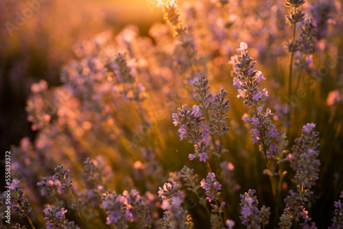 Obraz na płótnie Sunset over a violet lavender field. Close up.