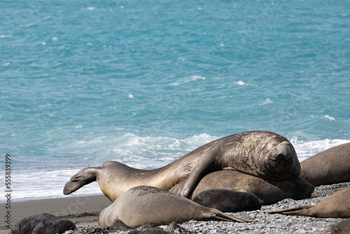 Male and female elephant seal mating. South Georgia, Antarctica.