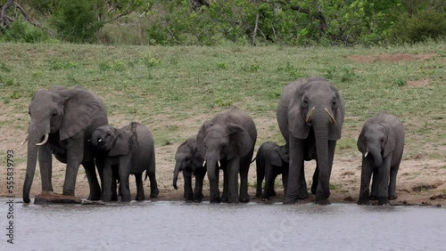 Thirsty elephants drinking water
