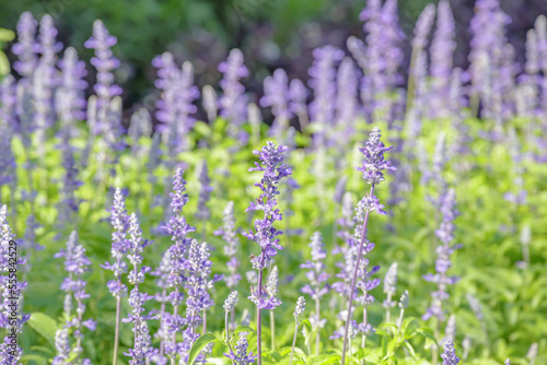 violet lavender in the garden field