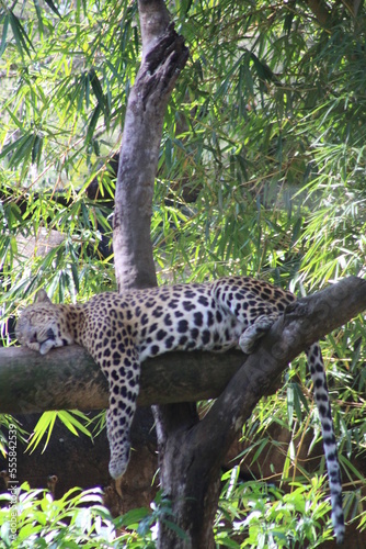 foto tomada de un jaguar durmiendo 