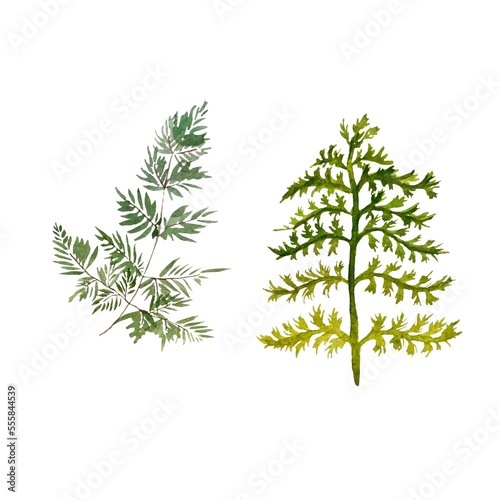 Fototapeta Naklejka Na Ścianę i Meble -  Green plant leaves branch set sketch watercolor 