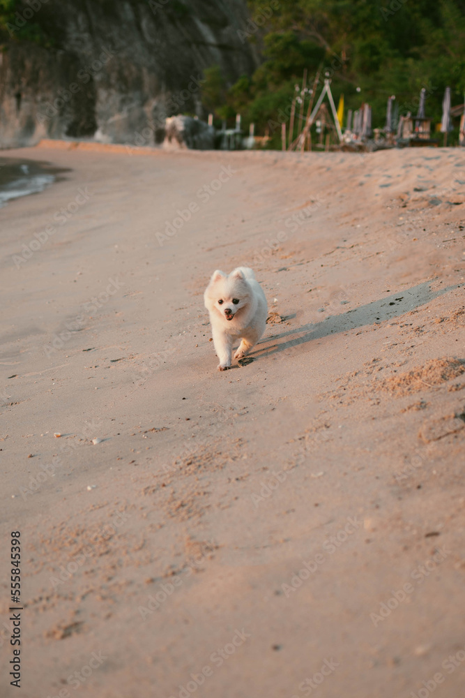 white pomeramian relaxing on the beach white pomeramian relaxing on the beach
