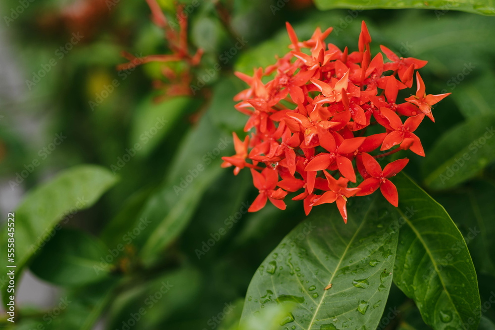 close up of Ixora with leaves, tropical flower. close up of Ixora with leaves, tropical flower.