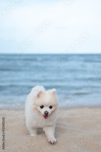 white pomeramian relaxing on the beach