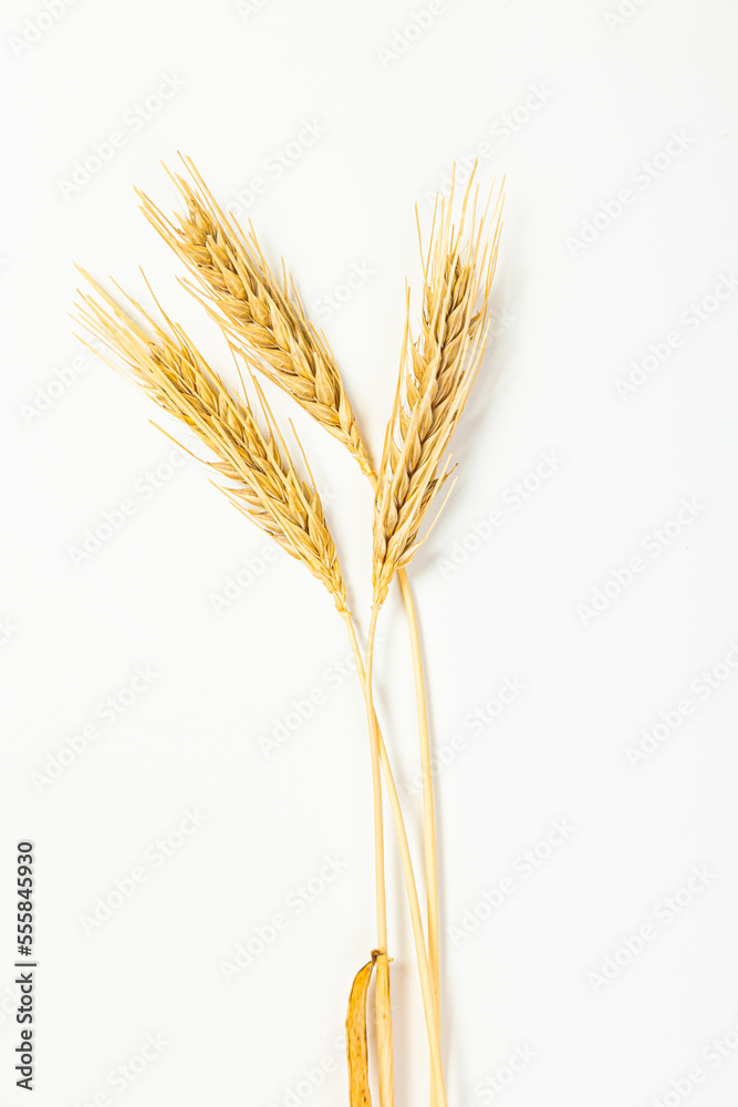 Ripe wheat ears isolated on white background. Top view, flat lay Ripe wheat ears isolated on white background. Top view, flat lay