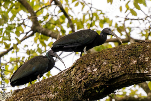 Green ibis (Mesembrinibis cayennensis) in Colombia photo