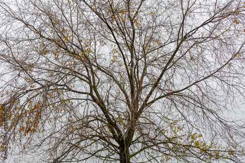 Elm, tree in late autumn with few leaves on its branches. Ulmus.