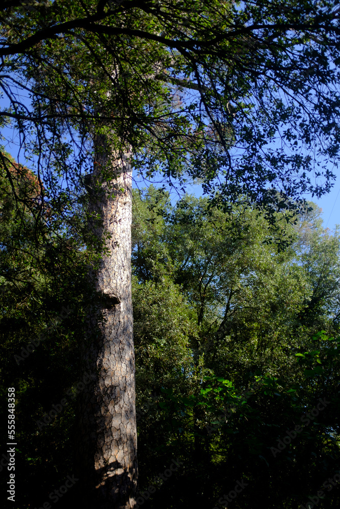 Obraz premium High and long wood log of a Mediterranean pine tree in a forest