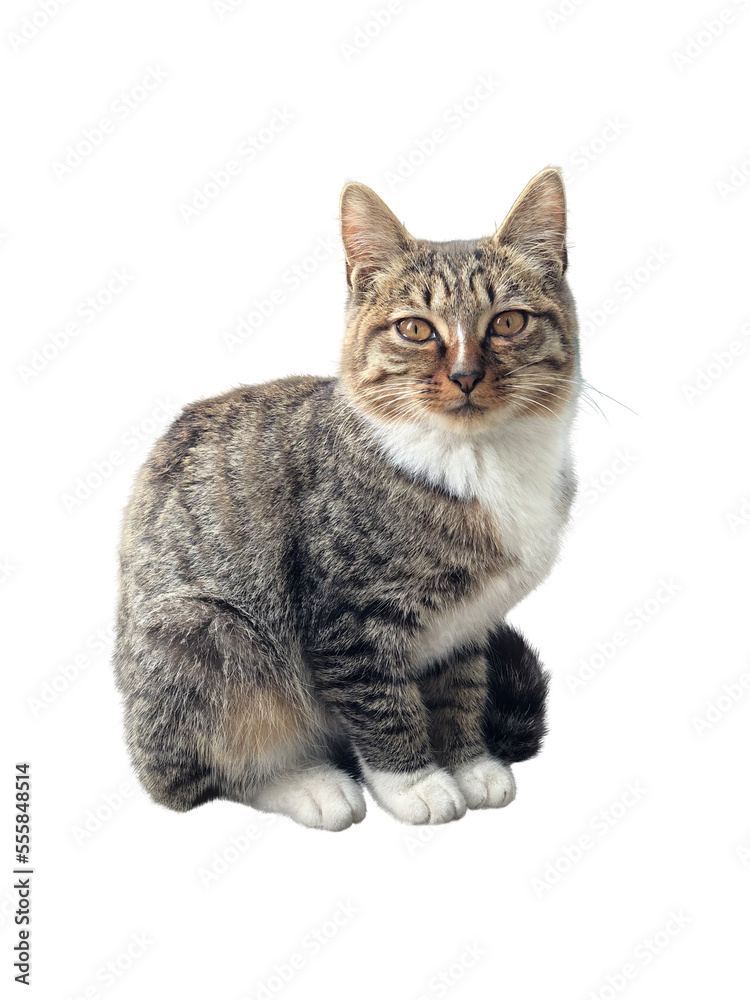 Obraz premium cat, PNG