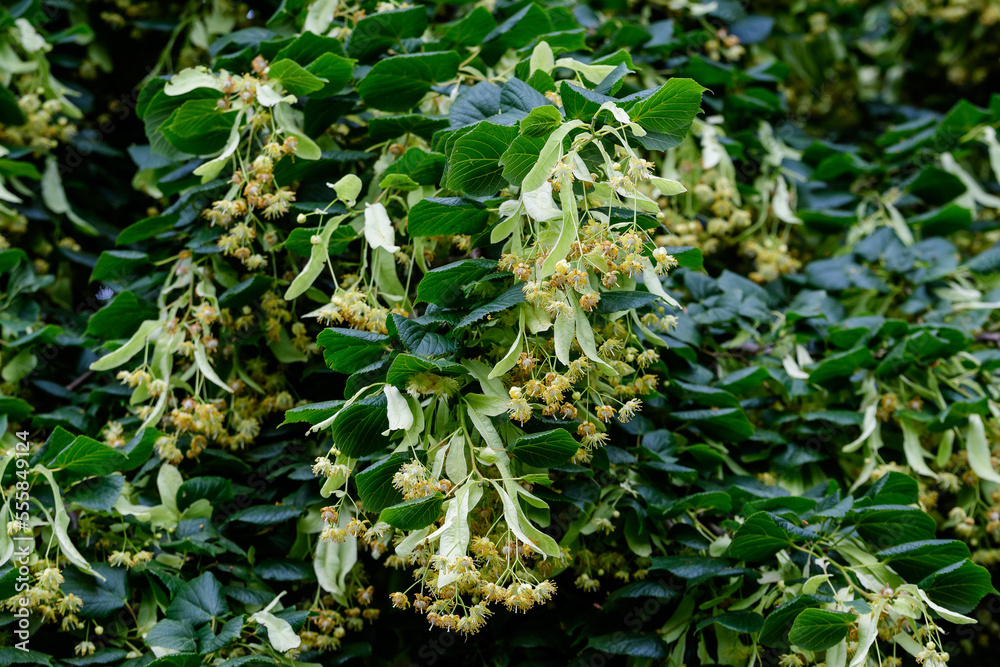 Small linden leaves and delicate yellow flowers on tree branches in a garden in a sunny spring day, beautiful outdoor floral background photographed with soft focus. Small linden leaves and delicate yellow flowers on tree branches in a garden in a sunny spring day, beautiful outdoor floral background photographed with soft focus.