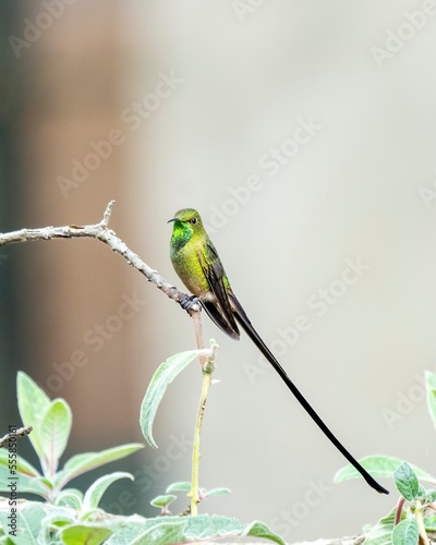 Green-tailed trainbearer (Lesbia nuna) male in Colombia photo