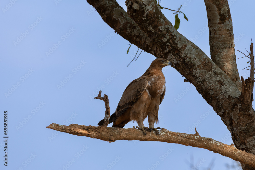 The tawny eagle is a large bird of prey. Tanzania. The tawny eagle is a large bird of prey. Tanzania.