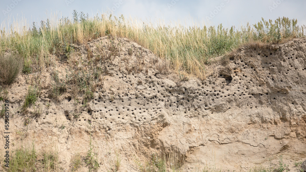 nesting colony of sand martins and bee-eaters nesting colony of sand martins and bee-eaters